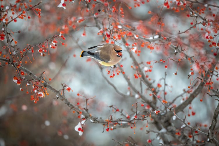 Cute Cedar Waxwing Bird Sitting On Twig Of Snowy Berry Tree