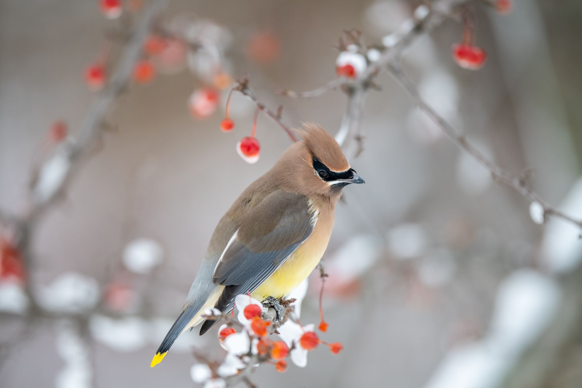 Side view of angry cedar waxwing bird with yellow belly sitting on snowy twig of leafless tree with frozen red berries in winter forest