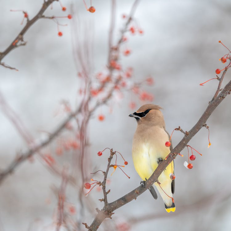 Cute Cedar Waxwing Angry Bird Sitting On Berry Tree Twig