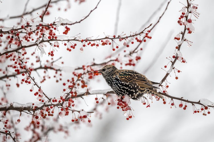 Cute Starling With Spotted Plumage Sitting On Berry Tree Twig In Winter Forest