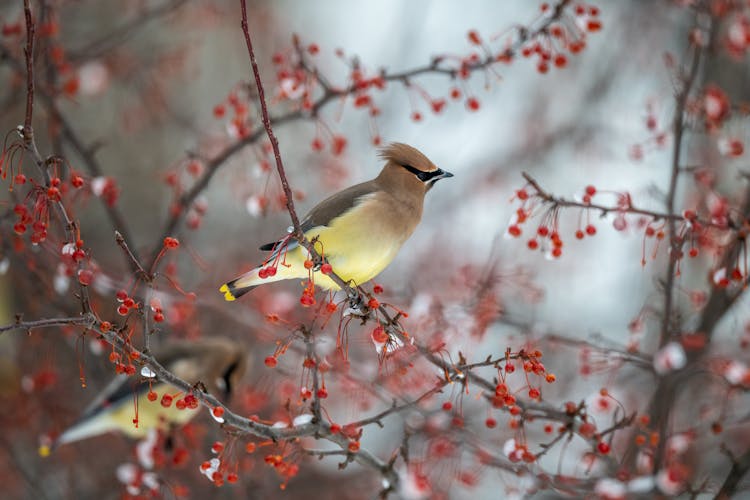 Cute Endangered Birds Sitting On Berry Tree Twigs On Winter Day