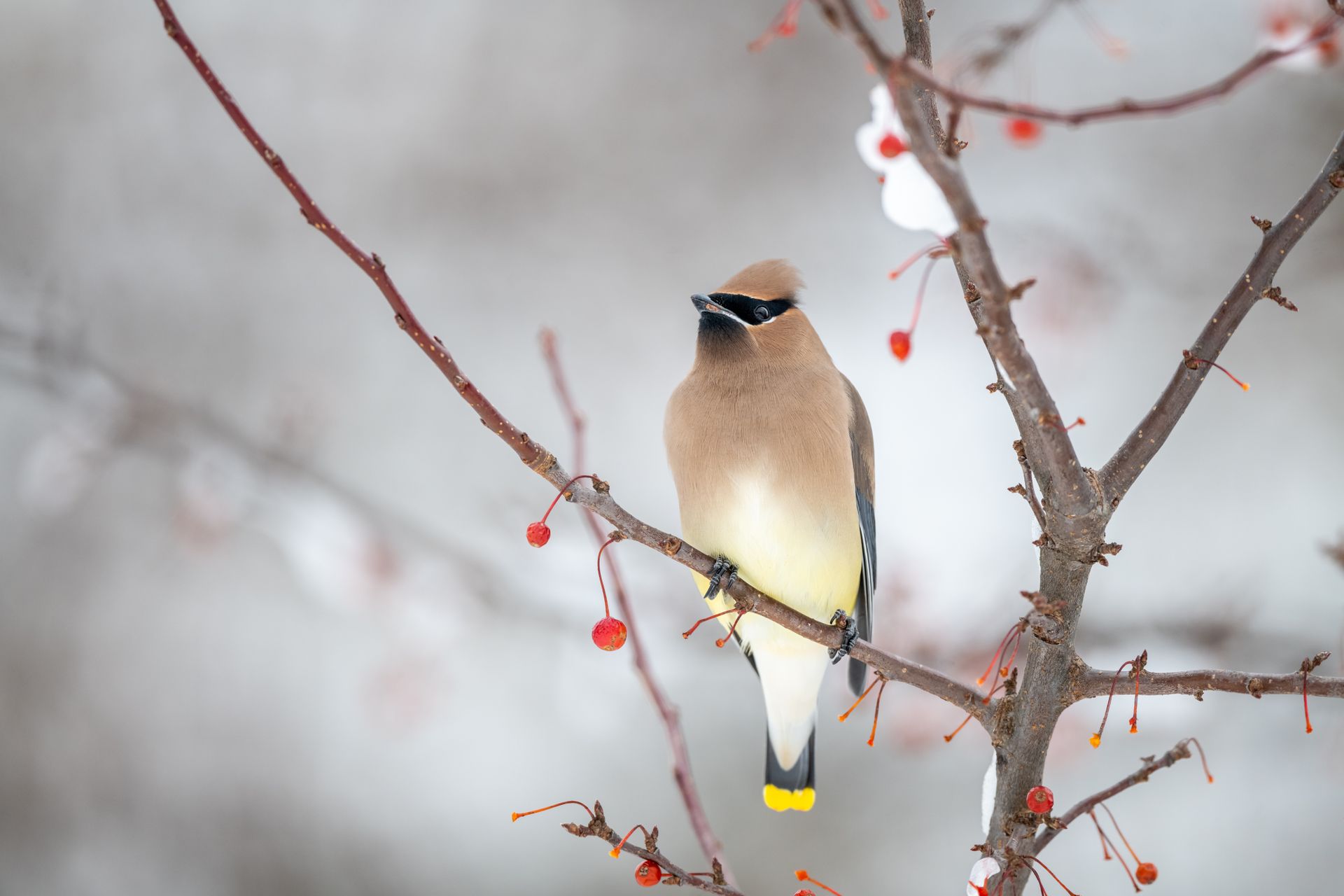Cedar waxwing bird resting on a snowy branch with berries in winter.