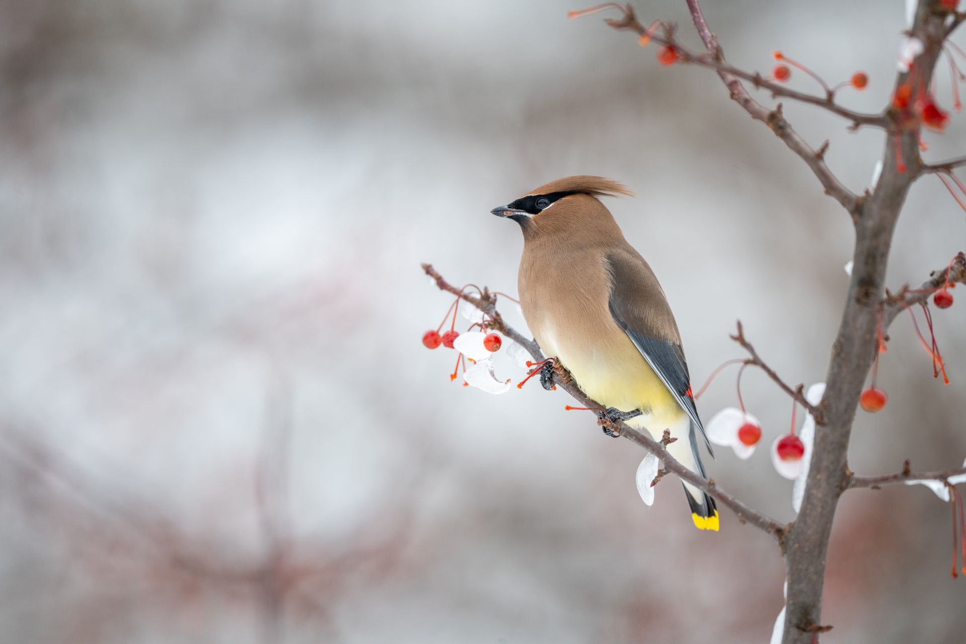 Cedar waxwing perched on a snow-covered branch with red berries in winter.