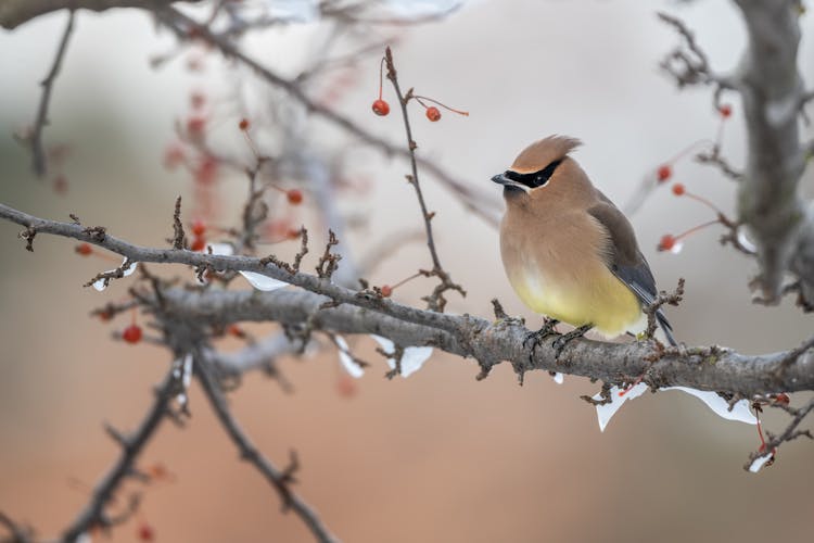 Small Cedar Waxwing Passerine Bird Sitting On Berry Tree Twig In Winter Forest