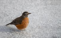 Adorable Turdus migratorius bird standing on frozen ground in nature