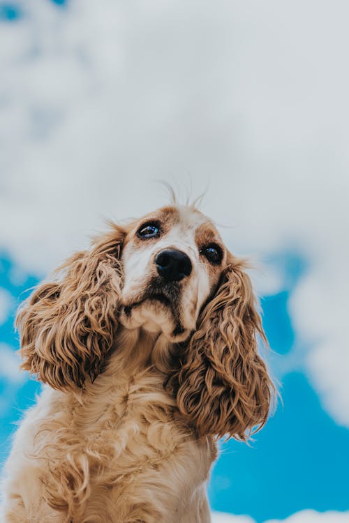 Low angle of adorable purebred English Cocker Spaniel looking away against white clouds