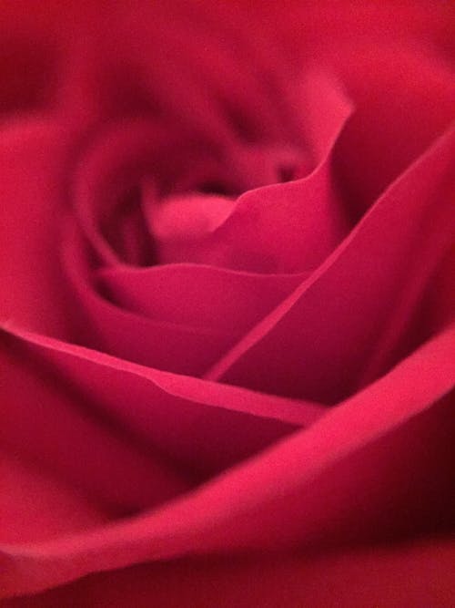 Free Macro Photography of Red Rose Petals Stock Photo