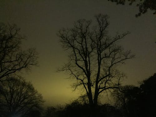 Foto stok gratis malam gelap, pohon mati, pohon telanjang
