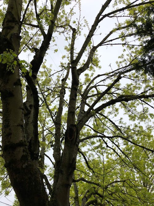 Free stock photo of green, tree, wood