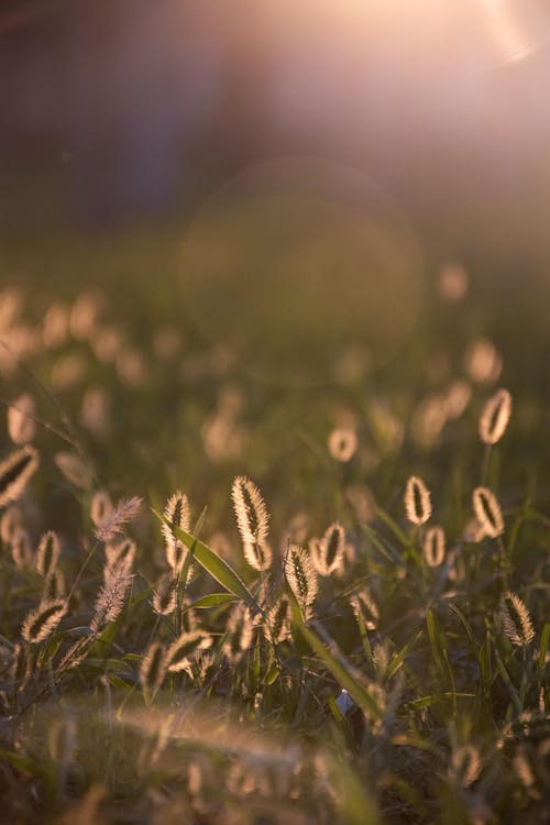Бесплатное стоковое фото с березовая трава, вертикальный выстрел, глубина резкости
