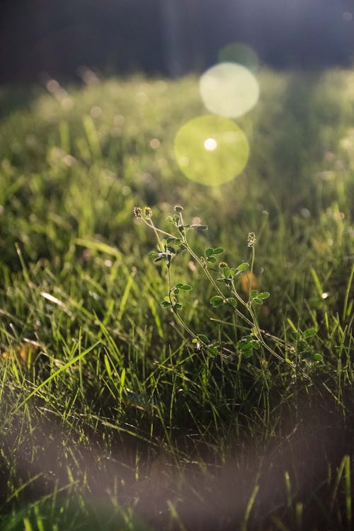 Free stock photo of grasses, green, ray of sunshine Stock Photo