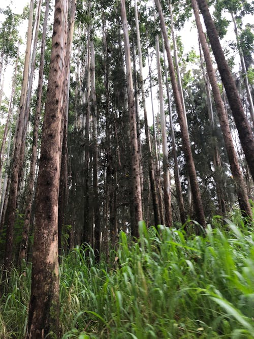 Základová fotografie zdarma na téma havaj, pro ostatní, stromy