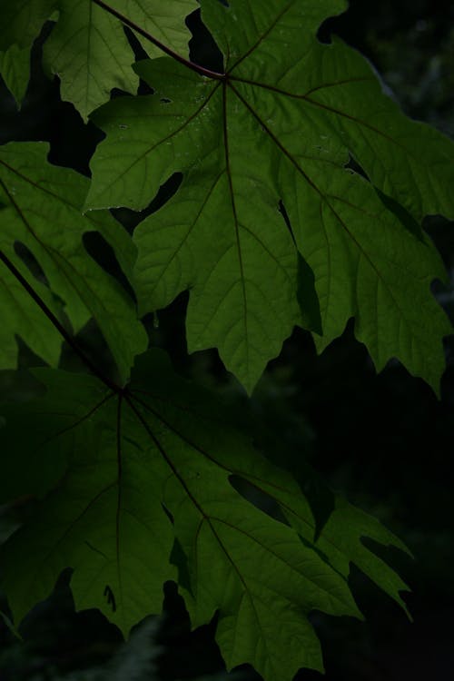 Free stock photo of green, leaf, leaves