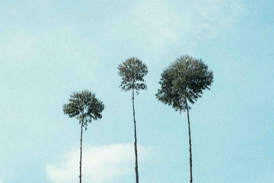 Three tall trees with slender trunks against a clear blue sky in Bandung, Indonesia.