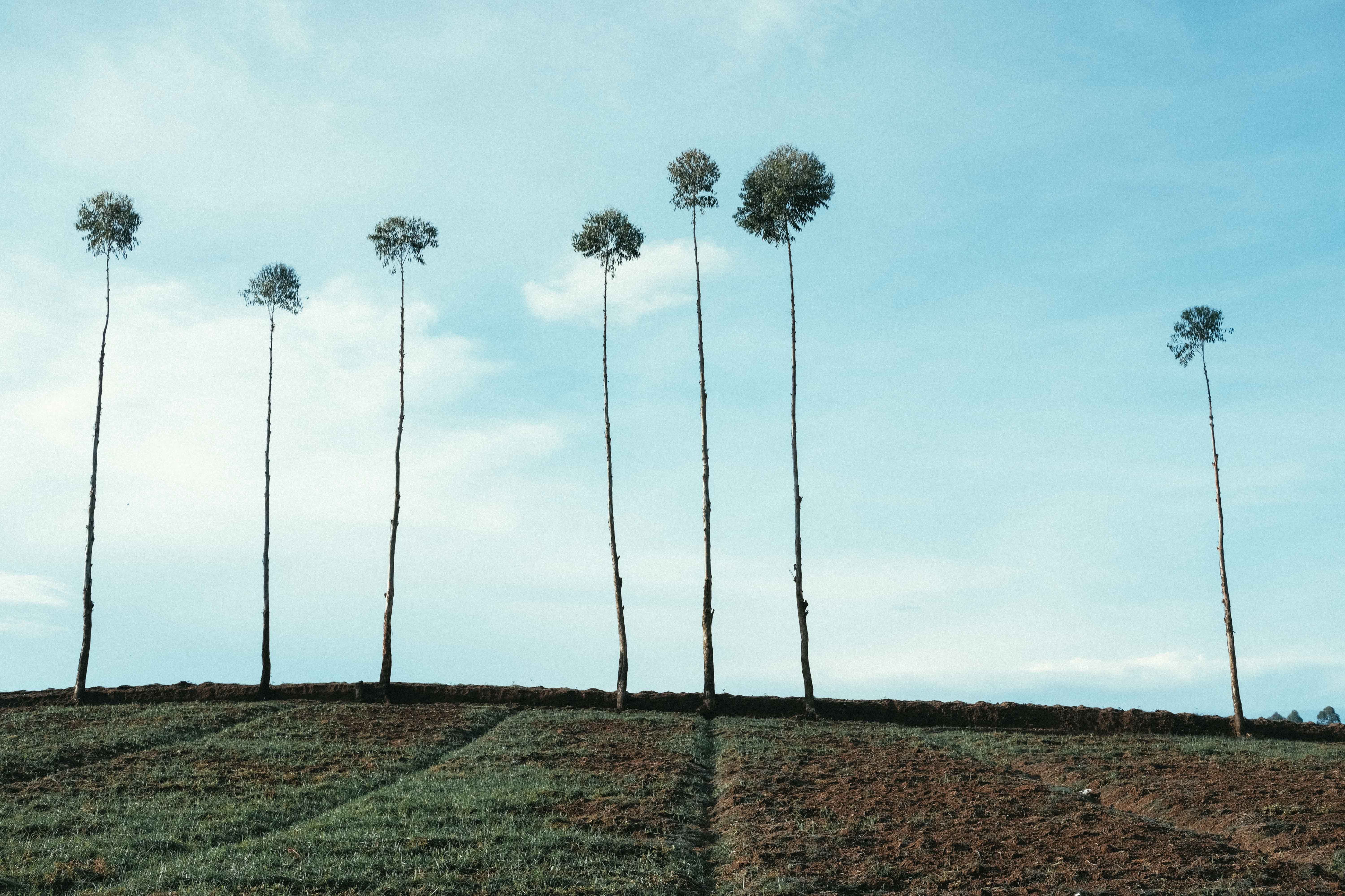Tall slender trees stand gracefully against a blue sky in Bandung's rural fields, offering a serene natural vista.
