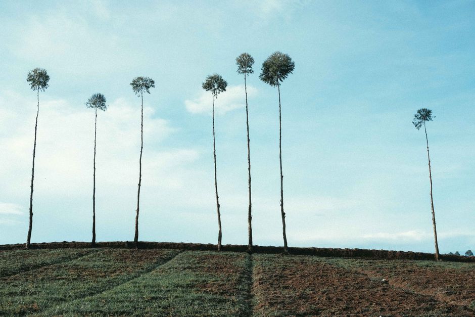 Tall slender trees stand gracefully against a blue sky in Bandung's rural fields, offering a serene natural vista.