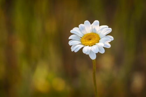 White Daisy in Close-Up Photography 