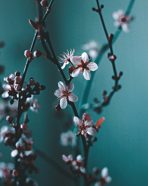 Безкоштовне стокове фото на тему «бруньки, вертикальні постріл, вишневий цвіт»