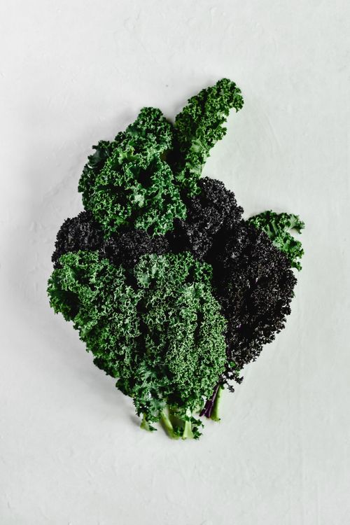 Free A vibrant close-up of fresh green and purple kale leaves against a white backdrop. Stock Photo