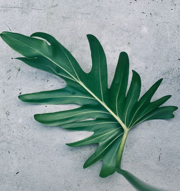 Close-up shot of a green Philodendron leaf on a smooth concrete background.