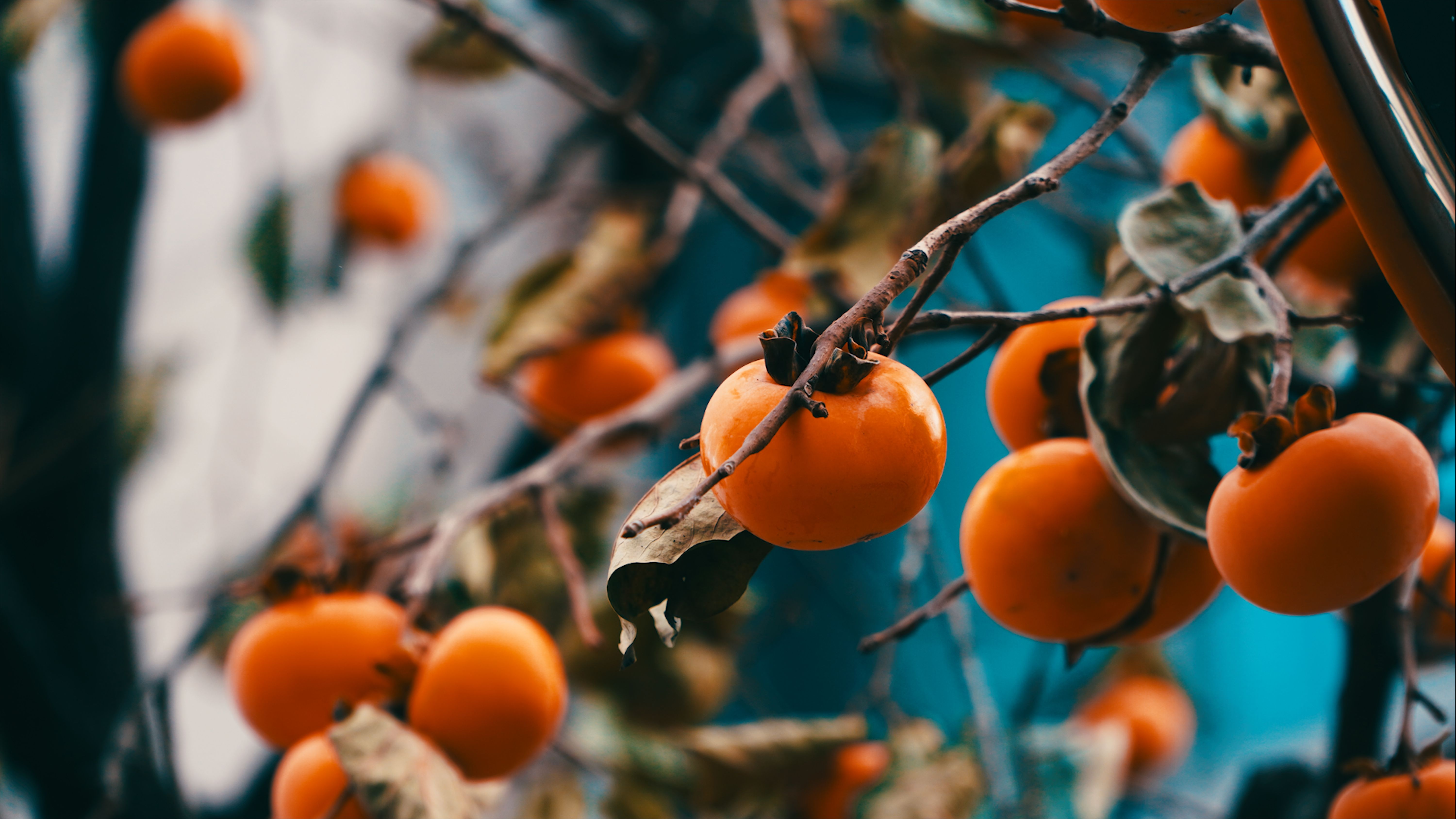 American persimmon tree California