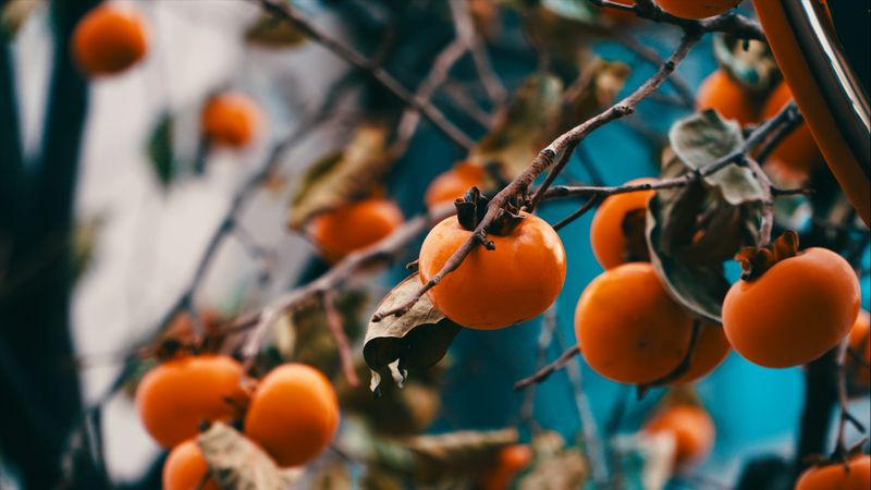 Persimmon: Top Health Benefits Of This Fall Superfruit Vivid close-up of vibrant orange persimmons hanging on tree branches in Seoul