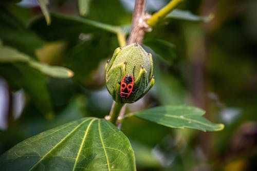 Macro Shot of a Bug on a Leaf