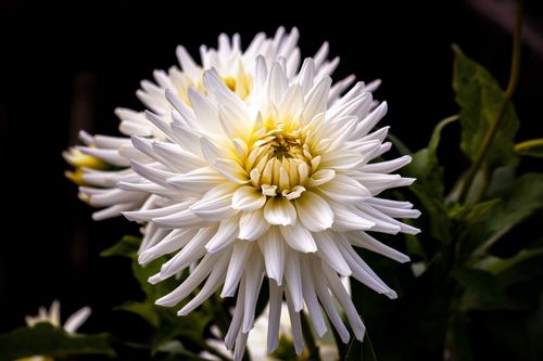 Free Vibrant close-up of a white dahlia bloom highlighting delicate petals and bold contrast. Stock Photo