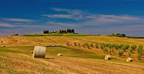 Rouleaux De Foin Sur Terrain En Herbe