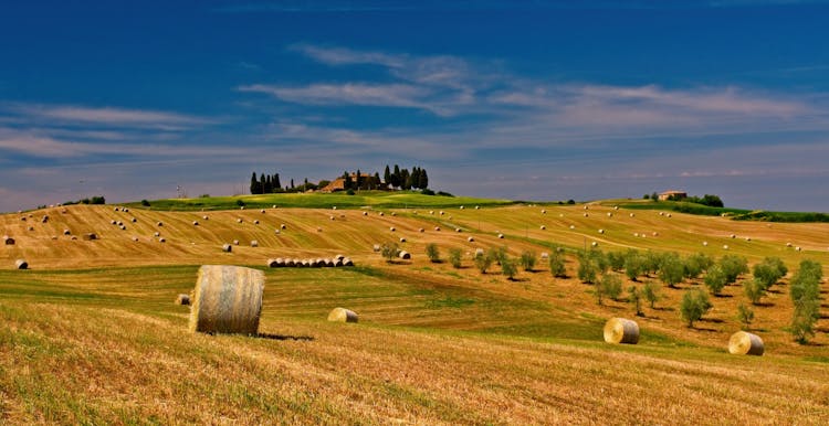 Hay Rolls On Grass Field