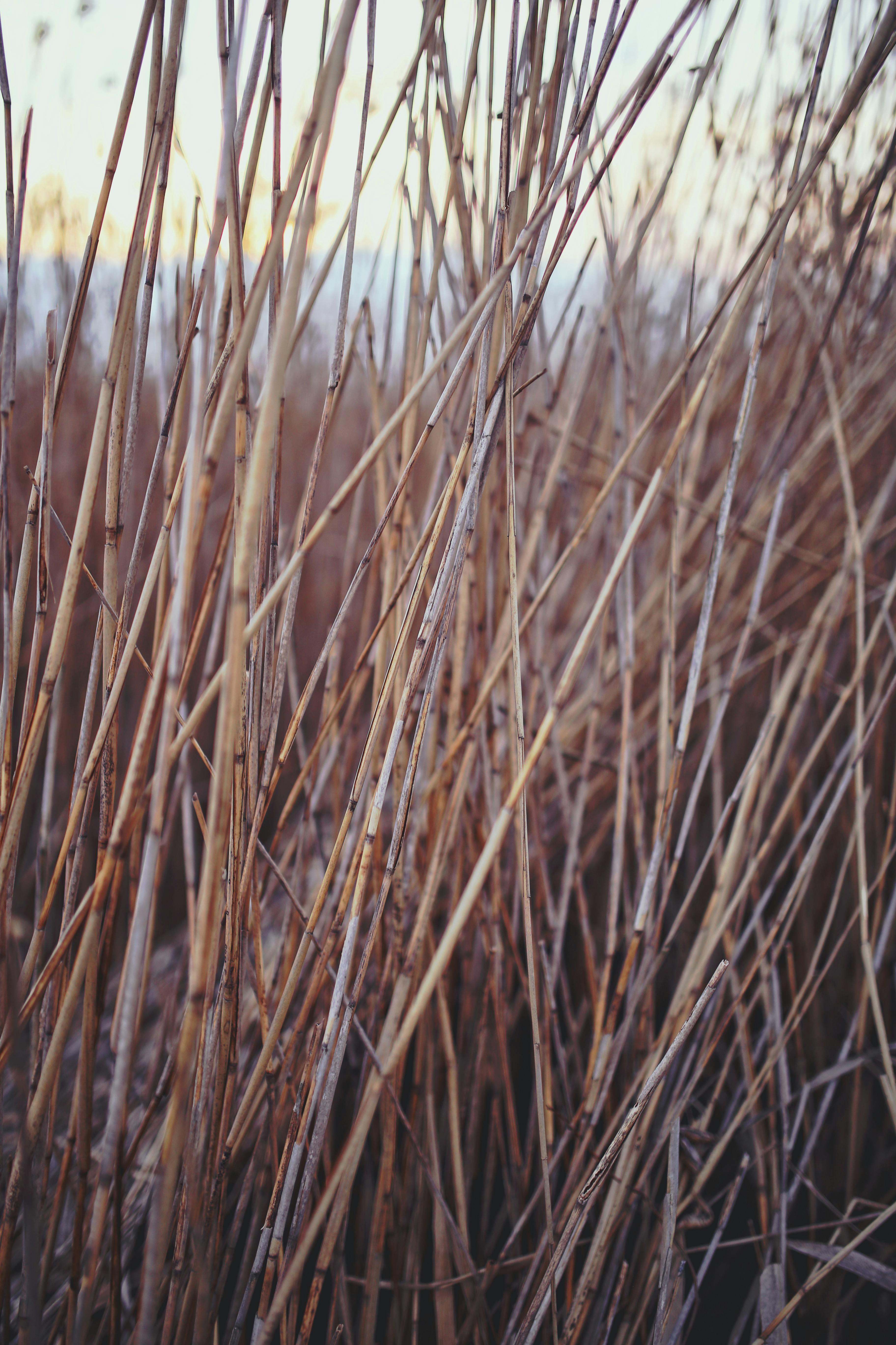 Reed · Free Stock Photo
