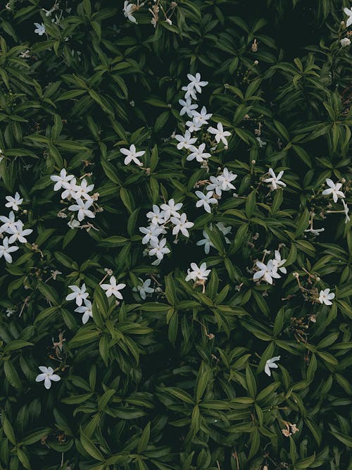 Close-Up Shot of Jasmine Flowers in Bloom