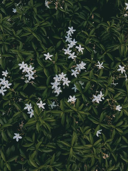 Free A vibrant display of blooming white jasmine amidst lush green leaves. Stock Photo