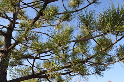 Free stock photo of conifer, coniferous, coniferous trees Stock Photo