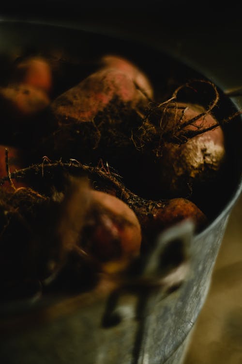 Free A Bucket of Beetroots Stock Photo