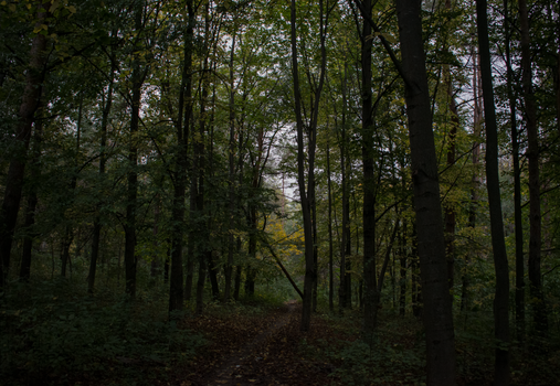 A calm and eerie pathway through a dense forest captured during twilight, offering a serene nature escape.