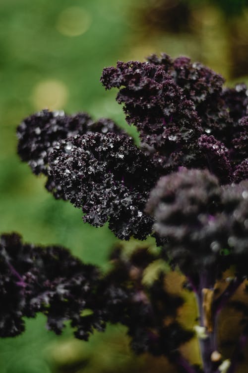 Free Purple Kale Leaves Up Close Stock Photo