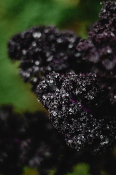 新鲜紫色羽衣甘蓝的宏观镜头，带有水滴，突出纹理和颜色
