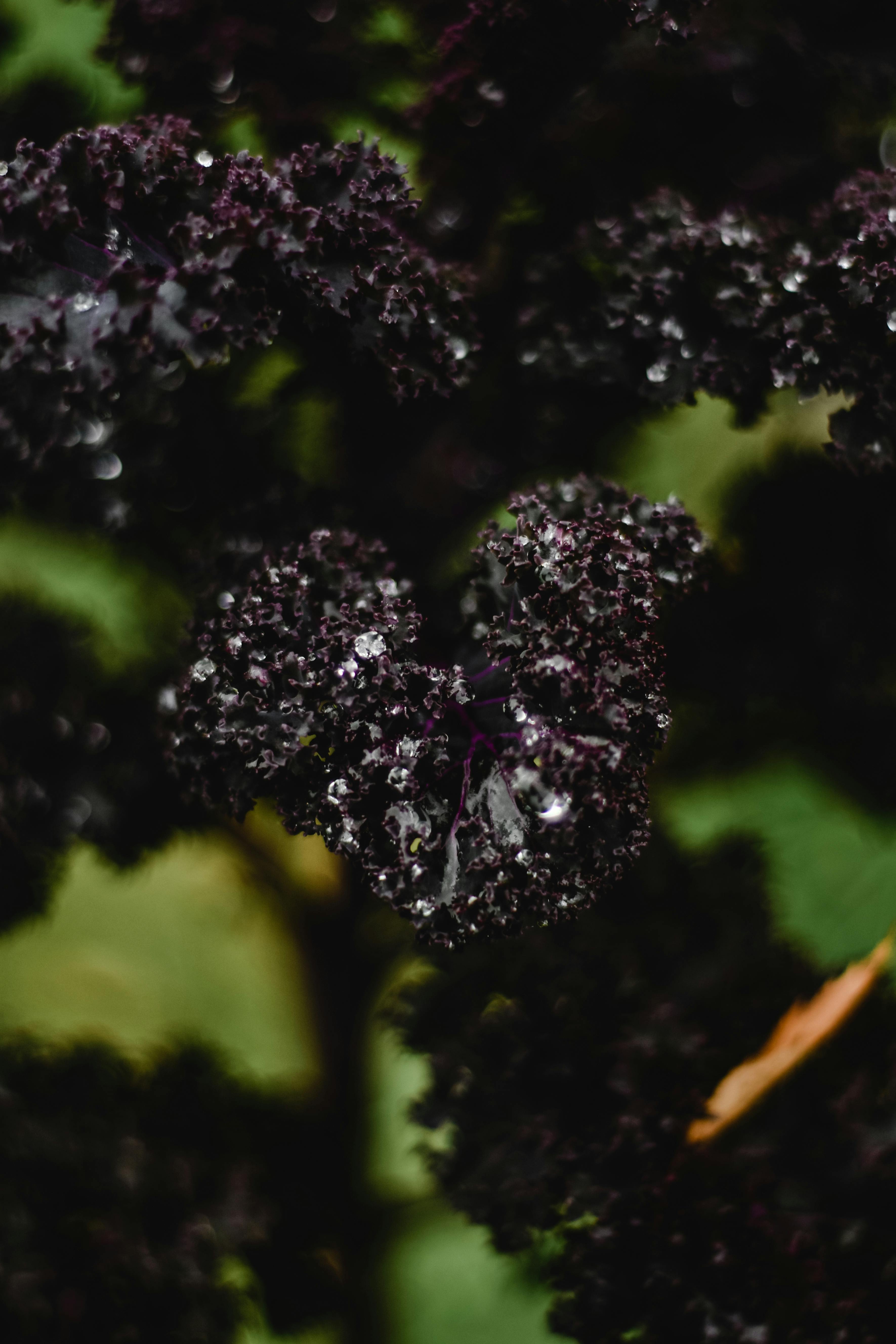 露珠覆盖着新鲜的紫色羽衣甘蓝叶，凸显了其自然的纹理和颜色