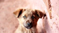 室内，一只毛茸茸的小狗的特写肖像，捕捉到它好奇的眼神