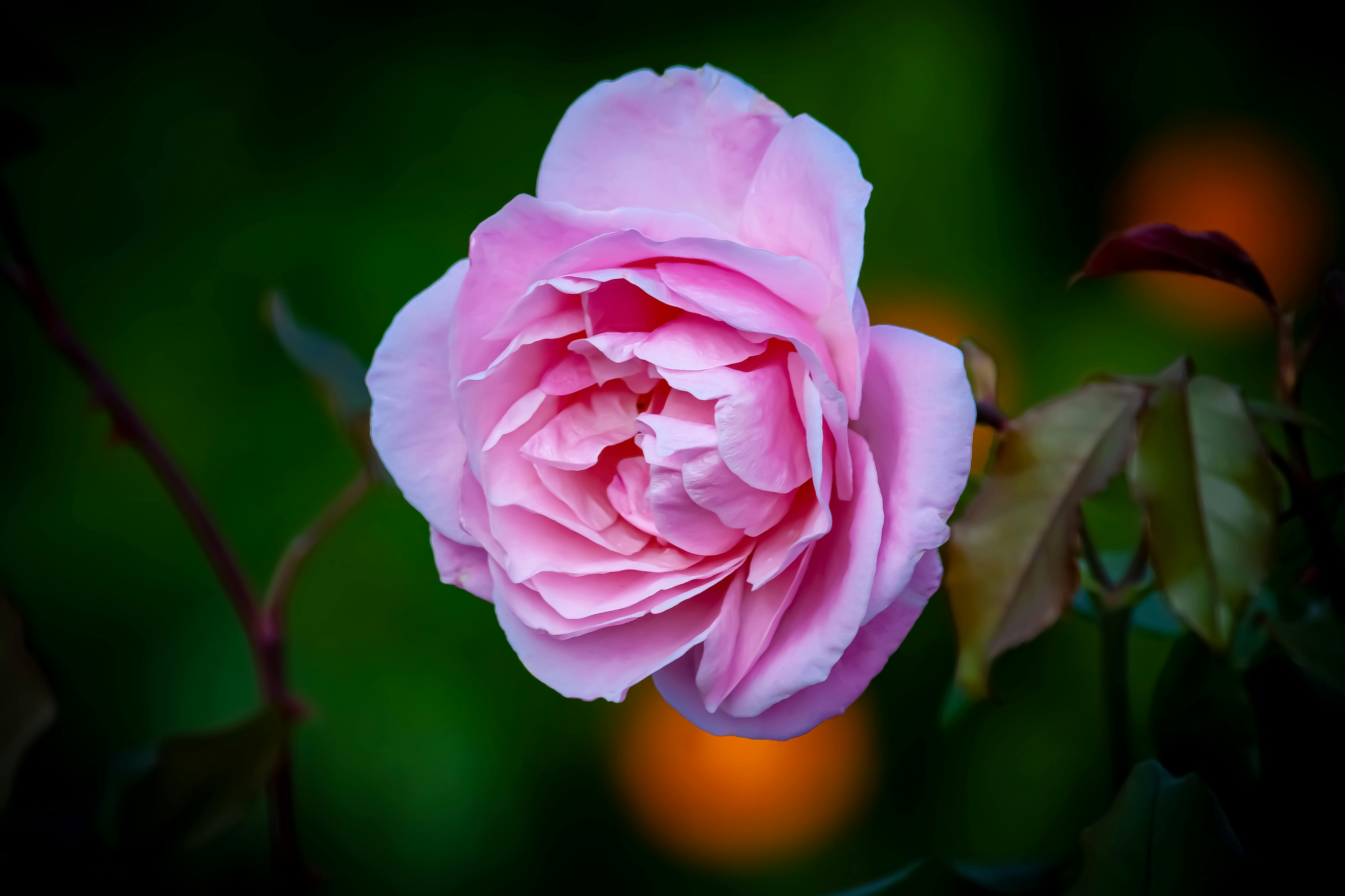 Tilt-shift Lens Photography of Red Rose Flower · Free Stock Photo