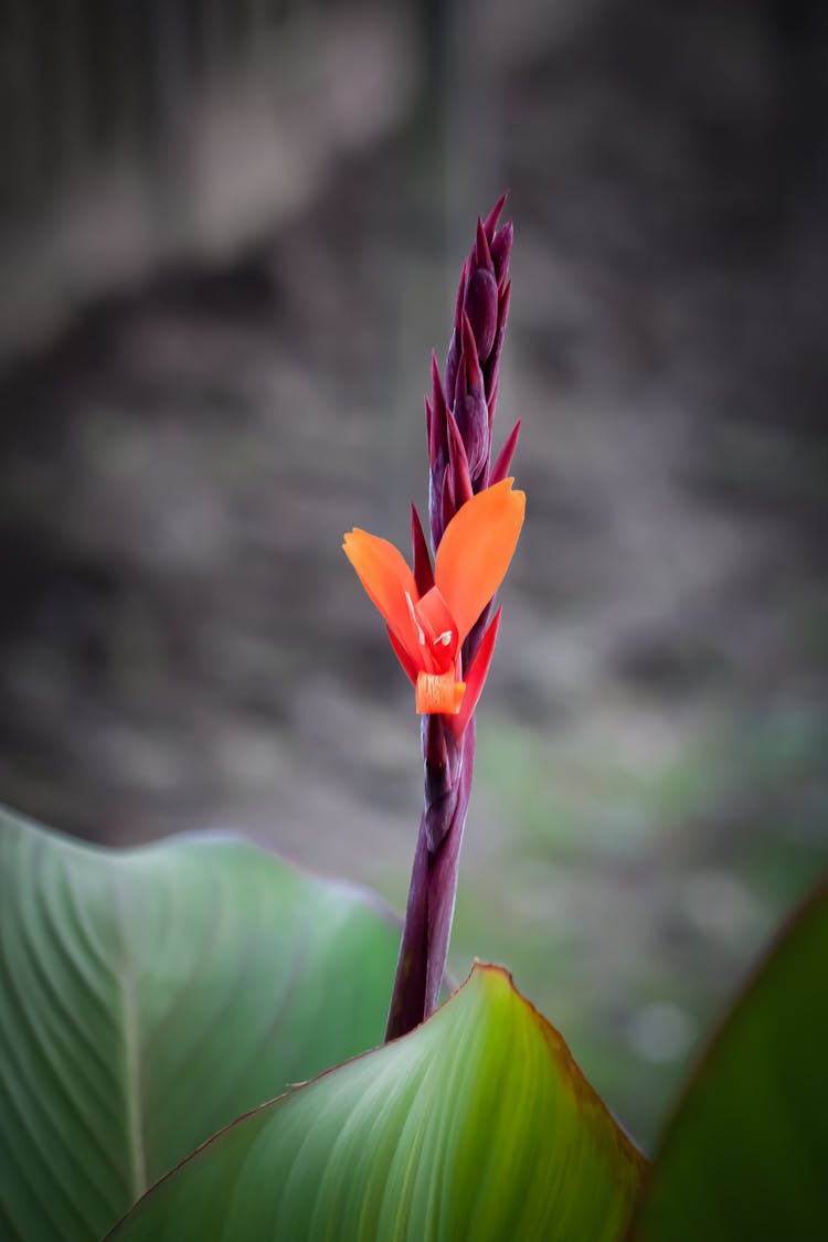 Blooming Canna Indica Plant