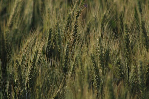 大麥, 小麥, 工厂 的 免费素材图片