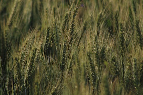 Straws of Green Barley Up Close