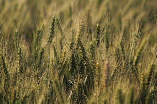 Gratis Foto stok gratis agrikultura, barley, bidang Foto Stok