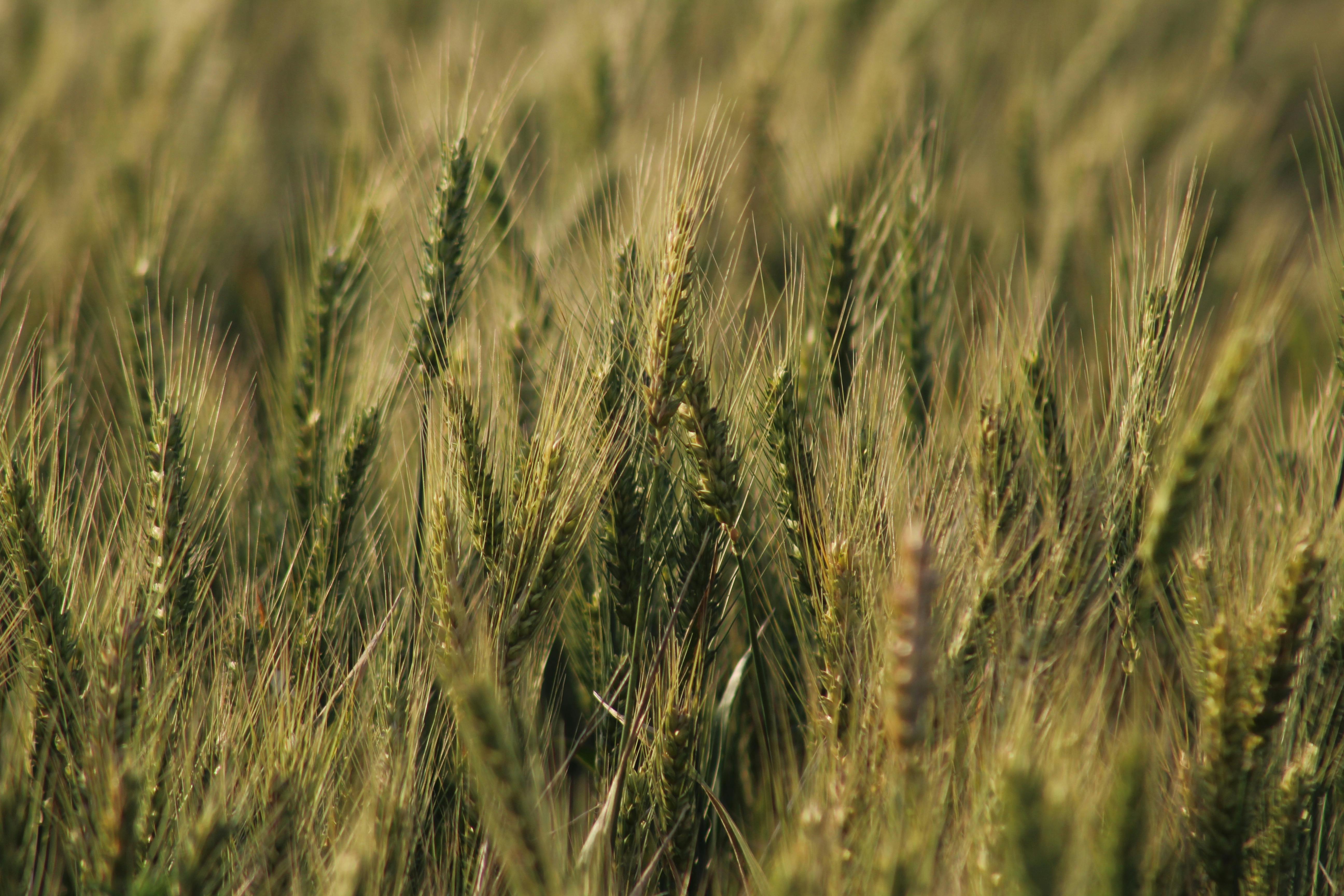 Wheat Grains Closeup Photography · Free Stock Photo