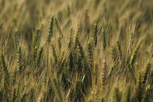 Free Close-up of a lush wheat field under natural light, capturing the essence of agriculture and growth. Stock Photo