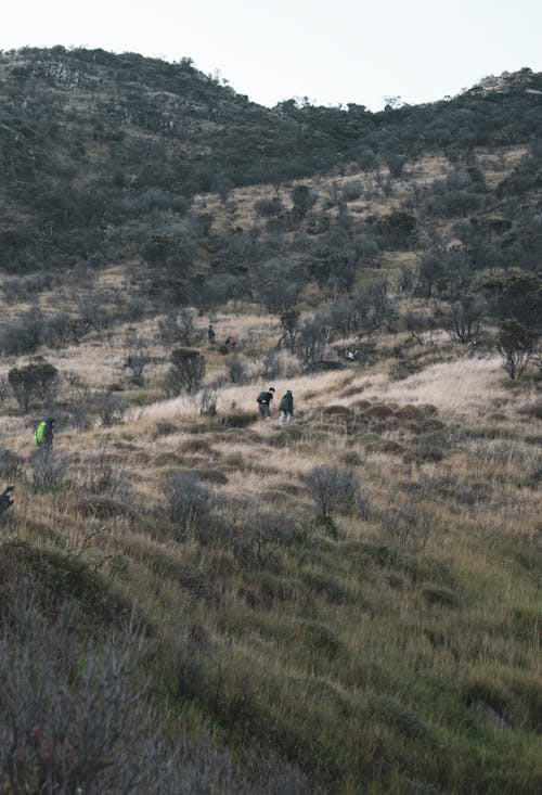 Anonymous backpackers strolling on mountain slope with trees and grass under clear sky