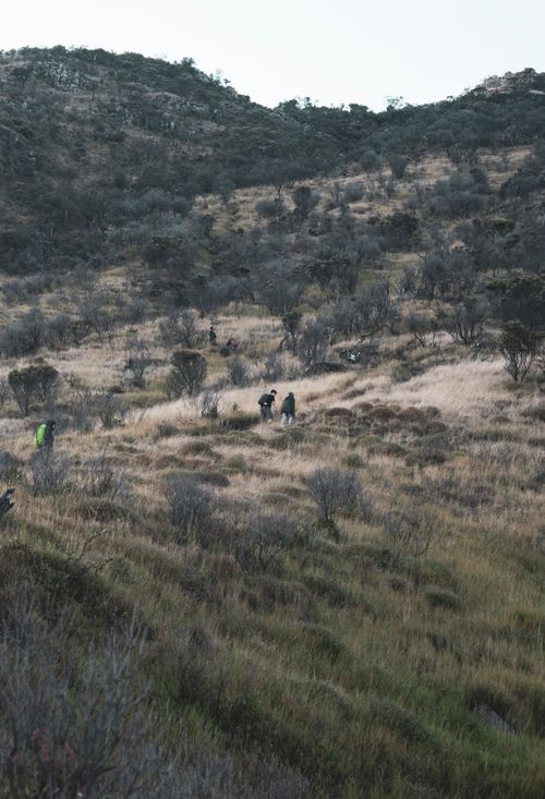 Free Anonymous backpackers strolling on mountain slope with trees and grass under clear sky Stock Photo