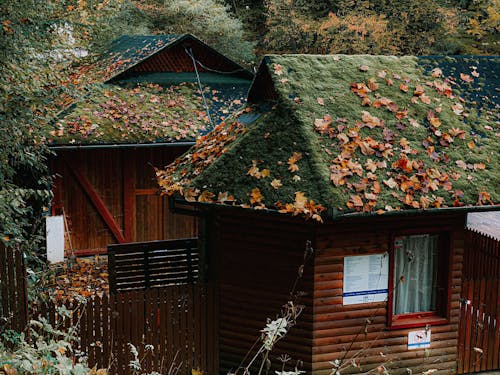 High angle exteriors of typical cozy wooden cottages with roofs covered with green moss located in forest on autumn day